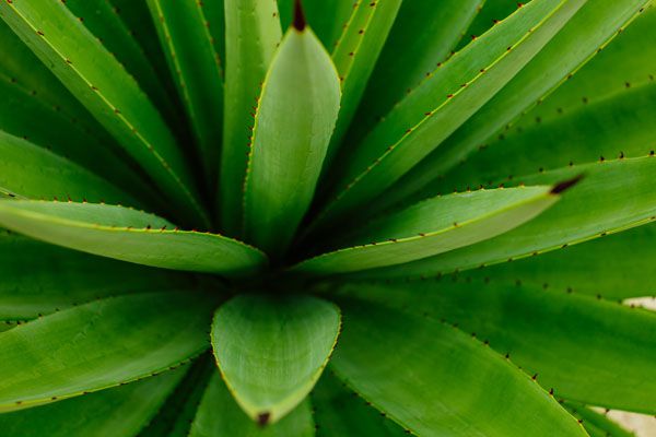 luxartim.ro-abstract, agava, agave (3)