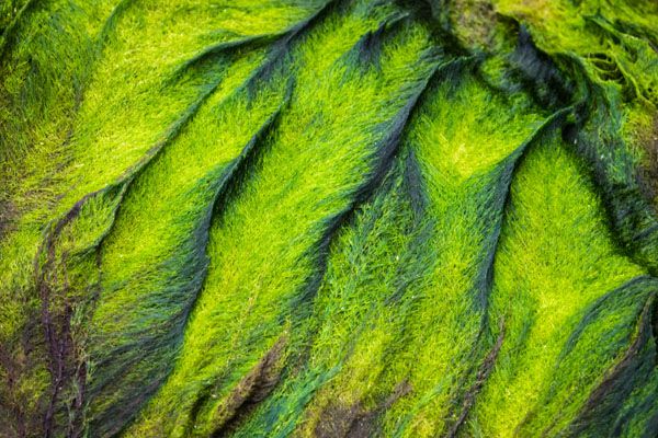 luxartim.ro-Abstract, Alga, Algae