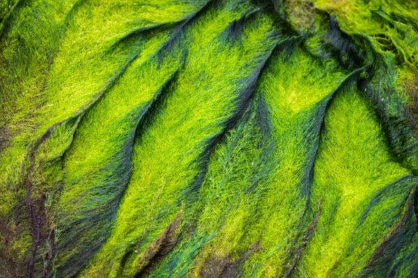 luxartim.ro-Abstract, Alga, Algae