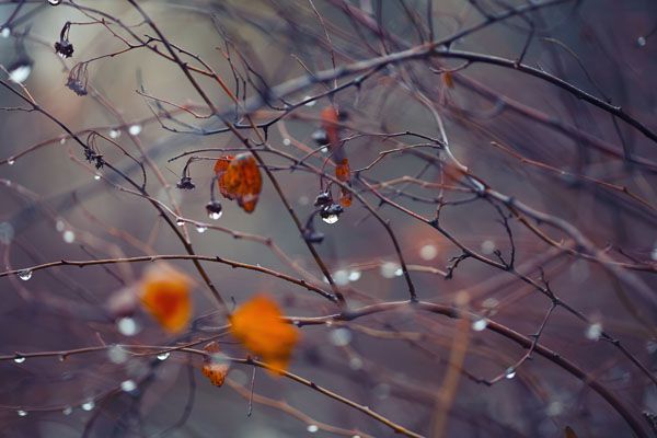 luxartim.ro-abstract, autumn, backgrounds