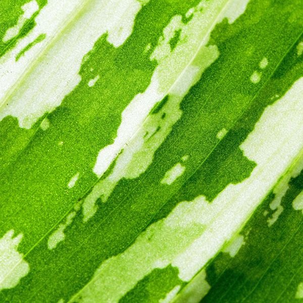 luxartim.ro-abstract, background, green (5)