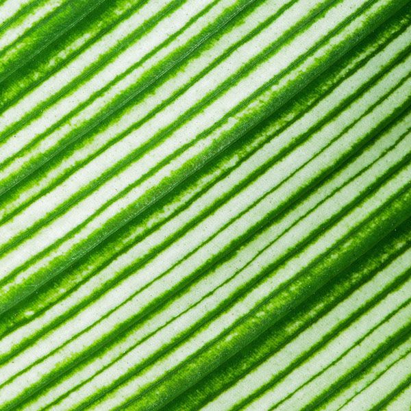 luxartim.ro-abstract, background, green