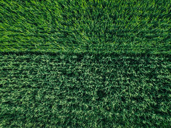 luxartim.ro-aerial, field, green