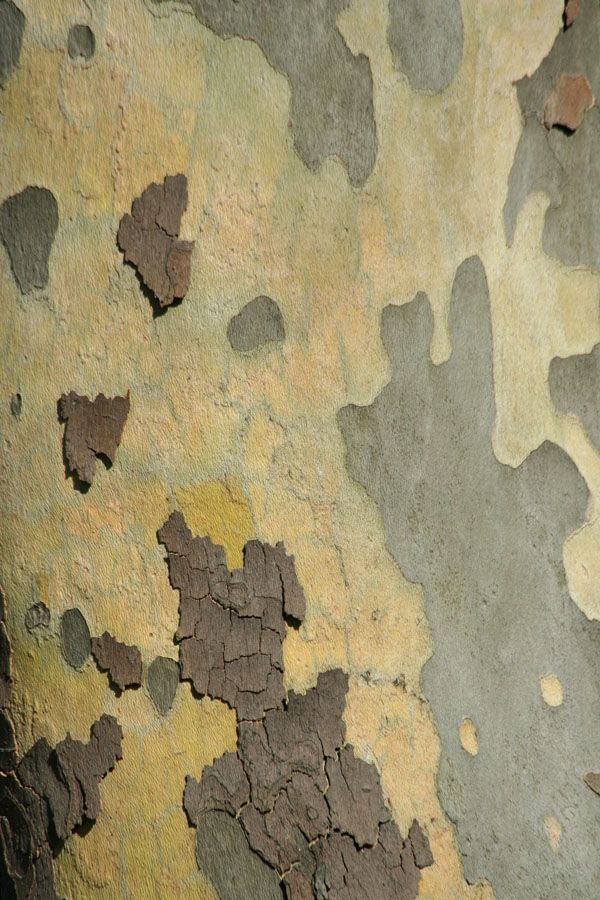 luxartim.ro-bark, tree, natural