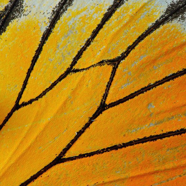 luxartim.ro-butterfly, wing, macro