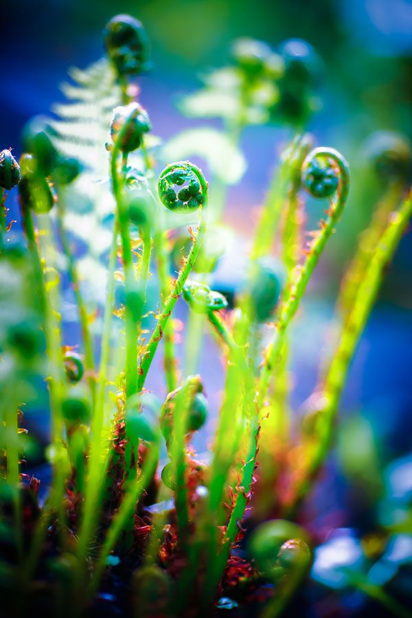 luxartim.ro-Closeup, Outdoor, Fern