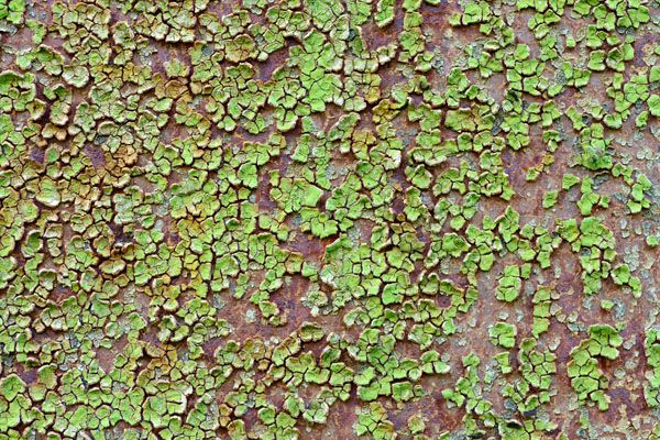 luxartim.ro-cracked, paint, rusty