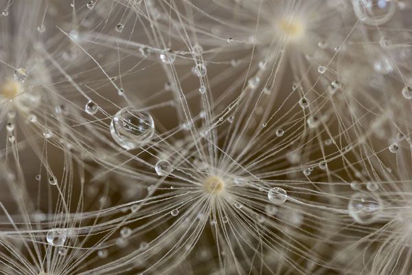 luxartim.ro-dandelion, background, nature