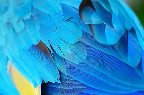 luxartim.ro-feathers, macaw, background