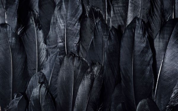 luxartim.ro-feathers-black-dark-4k-ultra-hd-background-black-wallpaper-b