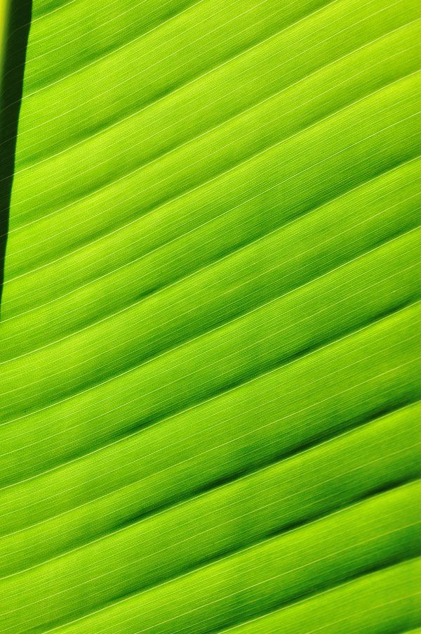 luxartim.ro-Palm, Tropical, Leaf