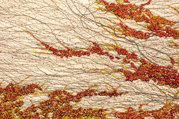 luxartim.ro-Parthenocissus quinquefolia, abstract, autumn