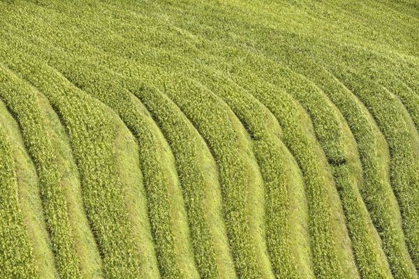 luxartim.ro-rice, rural, china