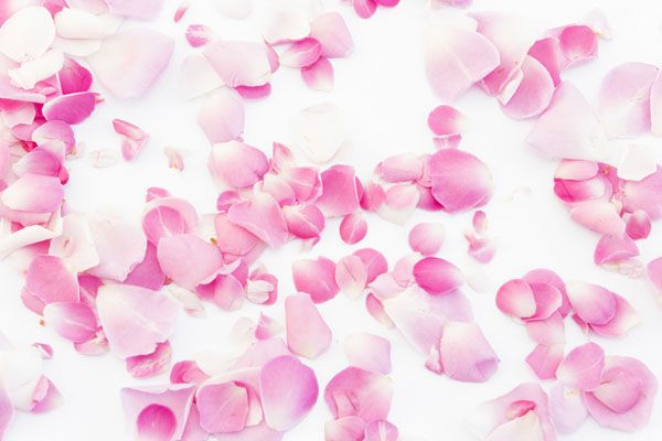 luxartim.ro-rose, petals, pink