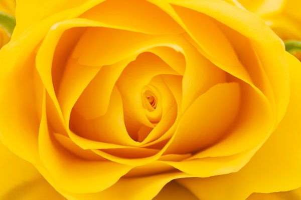 luxartim.ro-rose, yellow, floral (2)