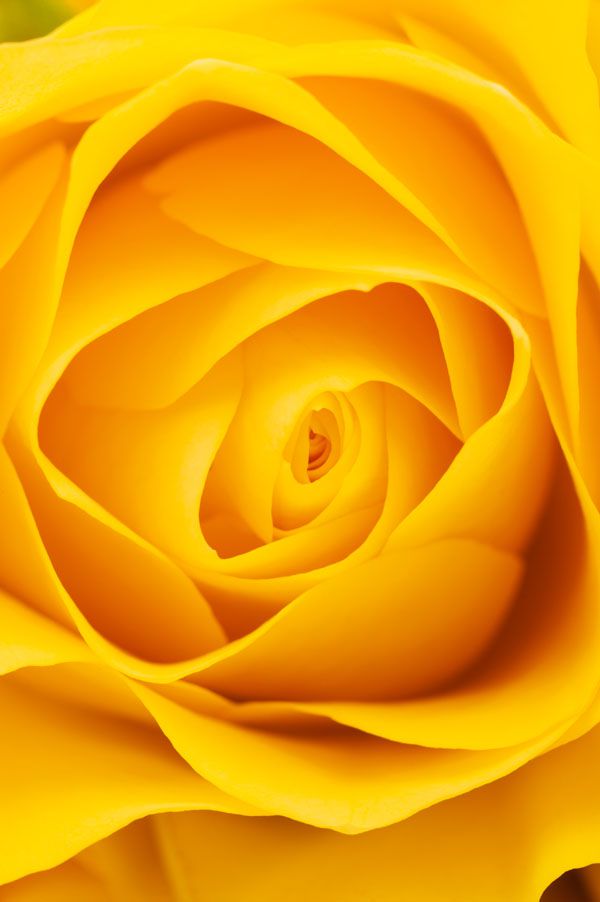 luxartim.ro-rose, yellow, floral