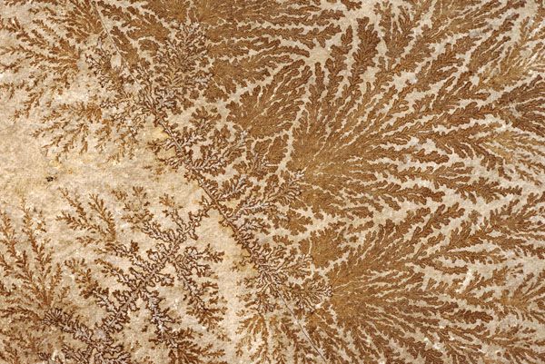 luxartim.ro-texture, abstract, pattern,fossilized tree-like pattern on a stone surface