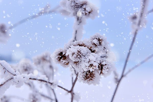 luxartim.ro-white, winter, nature