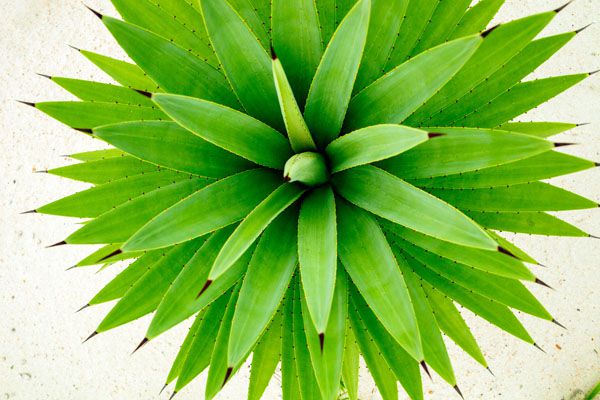 luxartim.ro-abstract, agava, agave (2)