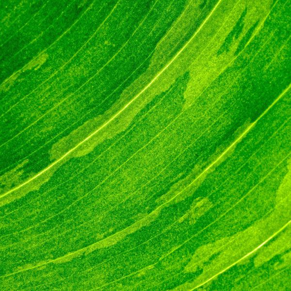 luxartim.ro-abstract, background, green (2)