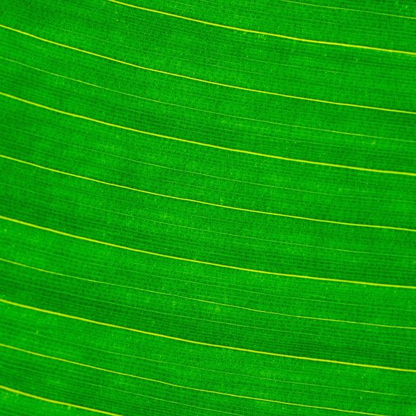 luxartim.ro-abstract, background, green (3)