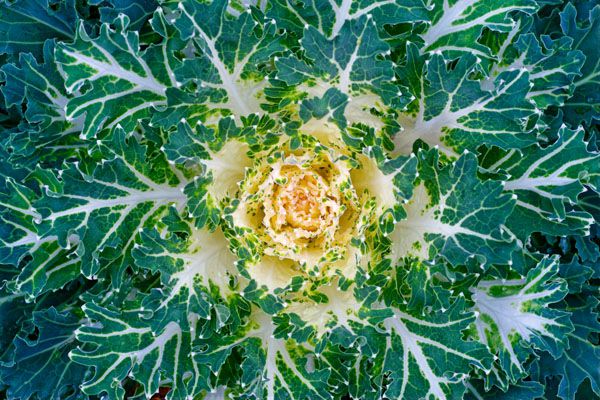 luxartim.ro-cabbage, decorative, kale (2)