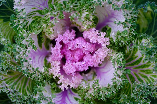 luxartim.ro-cabbage, decorative, kale