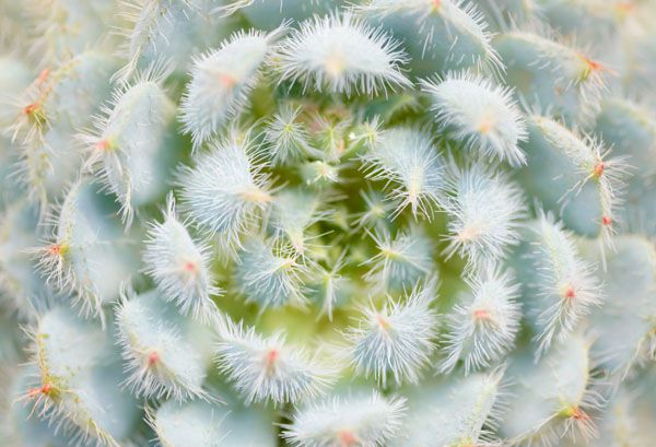 luxartim.ro-cactus, close-up, closeup