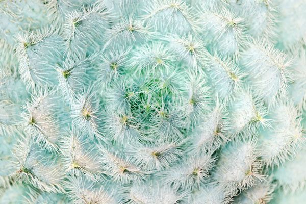 luxartim.ro-cactus, succulent, floral (2)