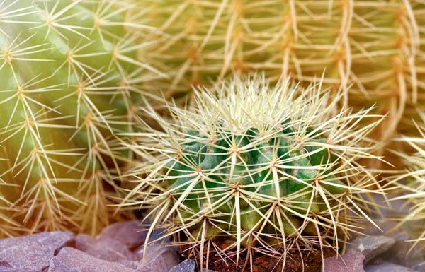 luxartim.ro-cactus, succulent, floral (3)