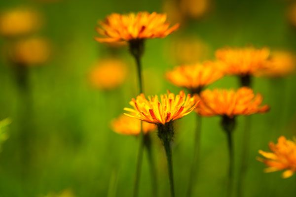 luxartim.ro-crepis alpina, crepis, alpina