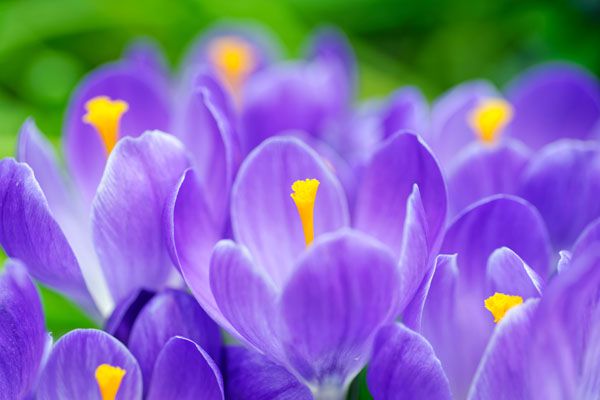 luxartim.ro-crocus, blue, flower