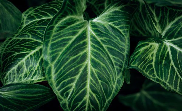 luxartim.ro-Green, Background, Plant