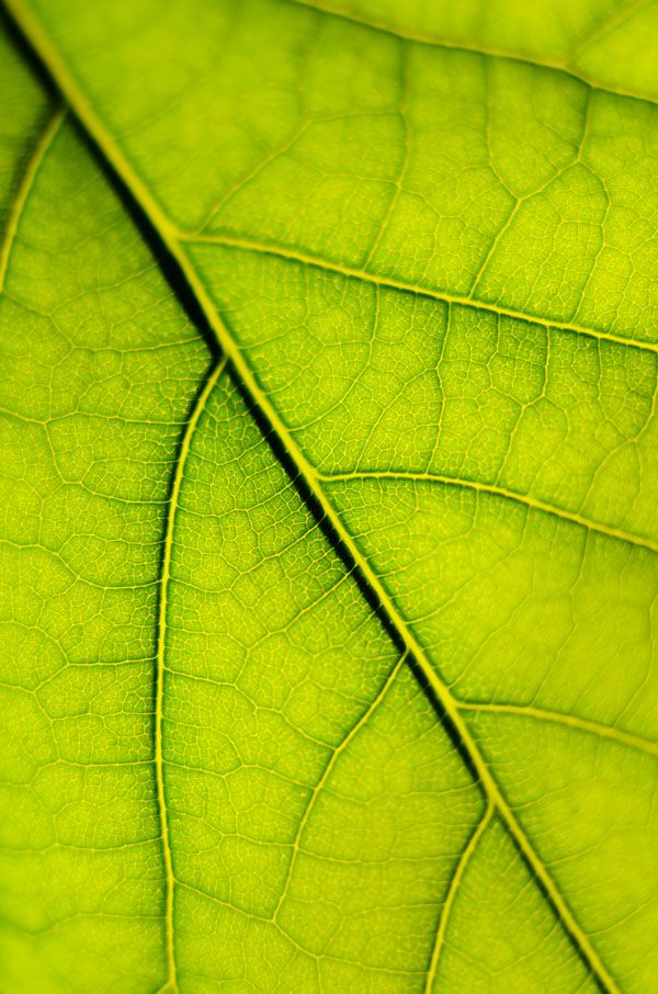 luxartim.ro-green, leaf, closeup