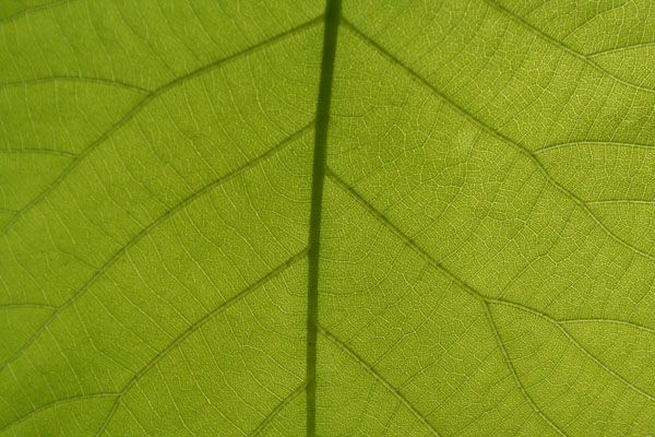 luxartim.ro-leaf veins, abstract, autumn