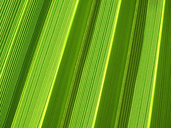 luxartim.ro-leaf, green, plant
