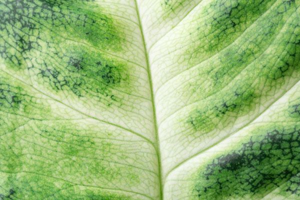 luxartim.ro-Leaf, Plant, Nature