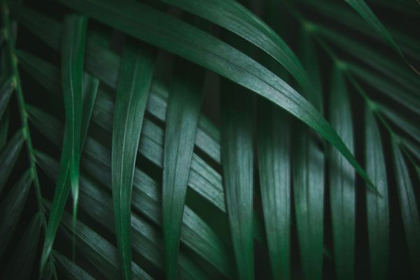 luxartim.ro-nature, palm, green