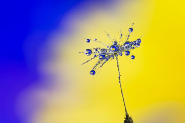 luxartim.ro-reflection, dandelion, dew (3)