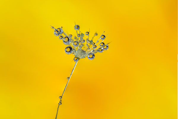 luxartim.ro-reflection, dandelion, dew (4)