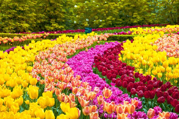 luxartim.ro-spring, garden, floral