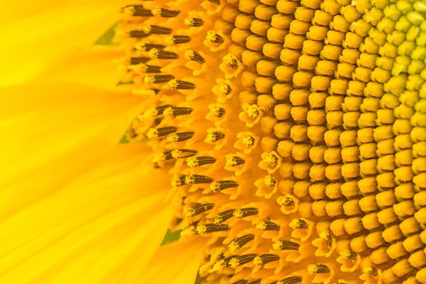 luxartim.ro-sunflower, macro, pattern (2)