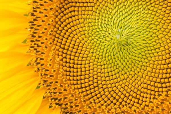 luxartim.ro-sunflower, macro, pattern (3)