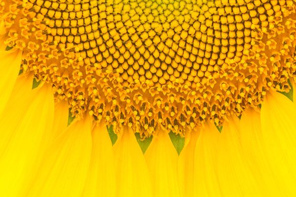luxartim.ro-sunflower, macro, pattern (4)