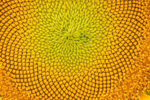 luxartim.ro-sunflower, macro, pattern