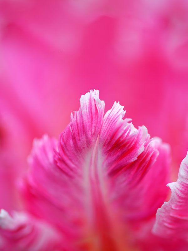 luxartim.ro-tulip, pink, edge