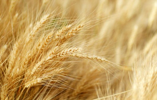 luxartim.ro-wheat, field, spike (2)