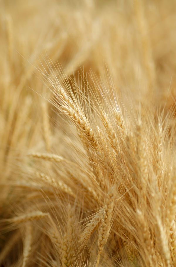 luxartim.ro-wheat, field, spike