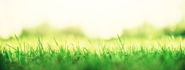 luxartim.ro-Grass, Summer, Fresh