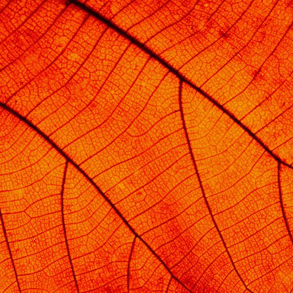 luxartim.ro-abstract, background, leaf (2)